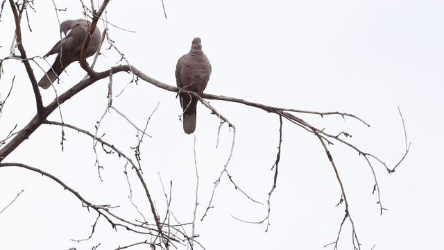 Two doves sitting in a tree preening against a completely grey sky. Perfect lighting for compositing work.