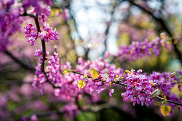 Cercis European, or European Tsertsis, or Judas tree - Trees or shrubs, species of the genus Cercis the legume family