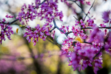 Cercis European, or European Tsertsis, or Judas tree - Trees or shrubs, species of the genus Cercis the legume family