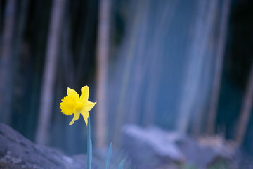 竹林二輪と咲く一輪の水仙の花