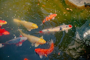 Colorful Carps Are Swimming in Sacred Historical Shinto Shrine in Japan