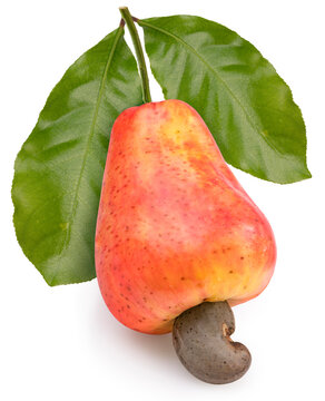 Fresh cashews and cashew nut with leafs on a white background, Fresh cashew nut on White Background With clipping path.