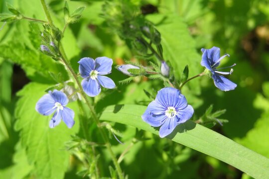 Beautiful blue veronica flowers on natural green leaves background, closeup