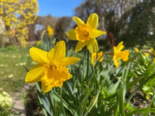 daffodils in spring