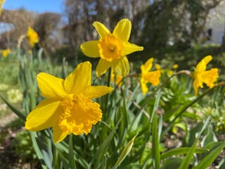 daffodils in spring