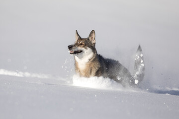 Schäferhund Mischling im tiefen Schnee, Österreich