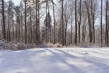 Winter forest landscape with snow