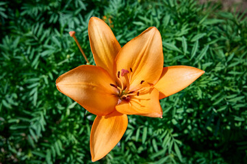 close up of a beautiful orange Tiger Lily (Lilium tigrinum)  on a blurred green background