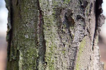 Brown bark with moss texture detail natural. High quality