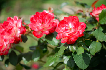 Beautiful rose in the garden