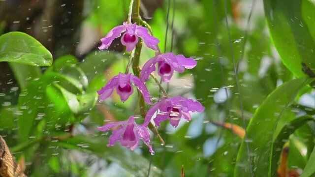 water spraying on purple orchid flower by closeup and slow motion of violet dendrobium lituiflorum on green leaf a beautiful in nature of vivid color native species flower of Thailand