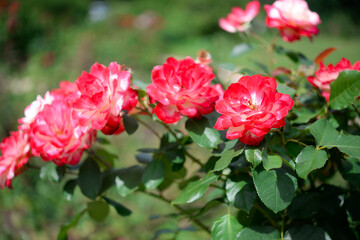 pink rose bush