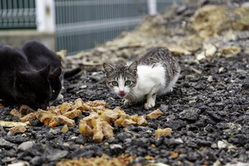 Stray cats in the city