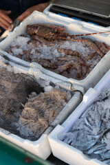 Obraz premium Fishshop in Neaples: fresh anchovies, little lobster and little white fish, called 