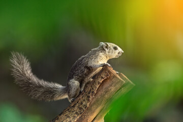 Closeup portrait of variable squirrel -Callosciurus finlaysonii, on a tree branch in Thailand park