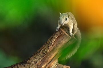 Closeup portrait of variable squirrel -Callosciurus finlaysonii, on a tree branch in Thailand park