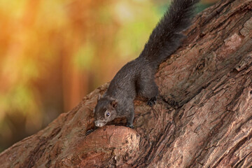 Thailand palm squirrel in national park. Full title Funambulus palmarum