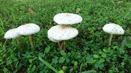 White mushrooms on the grass