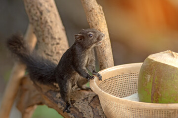 Fototapeta premium Thailand palm squirrel in national park. Full title Funambulus palmarum