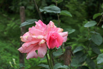 Natural Pink Rose Macro Photo