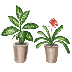 Indoor plants , watercolor set, dieffenbachia and clivia.