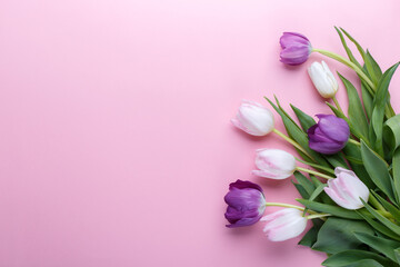 Tulips on pink background