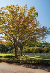Fototapeta premium The autumn colored trees at the Honmaru O-shibafu (lawn). Imperial Palace garden. Tokyo. Japan