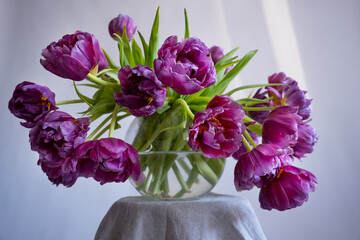 Beautiful tulips in a glass vase
