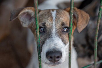 closeup portrait sad gentle glance dog locked in the metal cage. homeless dog concept