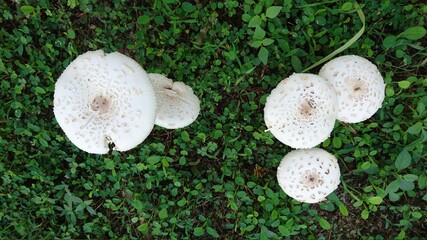 White mushrooms on the grass