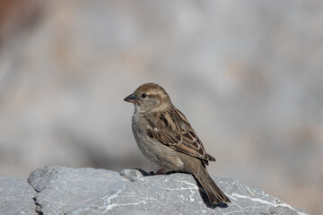 Passerotto