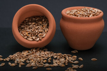 Emmer wheat or hulled wheat