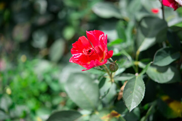 Beautiful rose in the garden