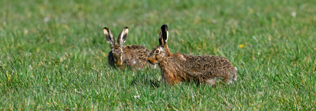 Feldhase // European hare  (Lepus europaeus)