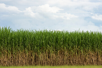 Field of sugar cane against a backdrop of  monsoon storm clouds bringing late afternoon rain.