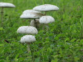 White mushrooms on the grass