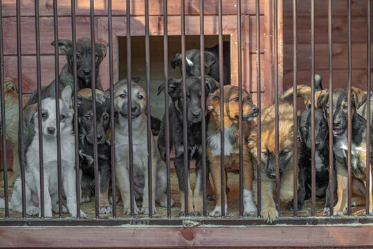 A pack of homeless puppy dogs locked in a shelter metal cage. concept of homeless dog