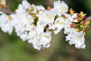 bee collecting pollen on flowering cherry or Cerasus in spring