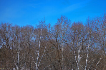 Obraz na płótnie Canvas Spring birch grove against the blue sky