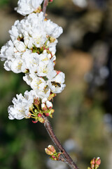 bee collecting pollen on flowering cherry or Cerasus in spring