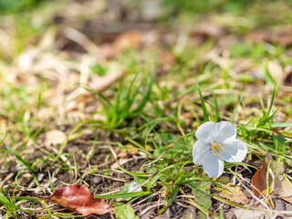 地面におちた桜の花