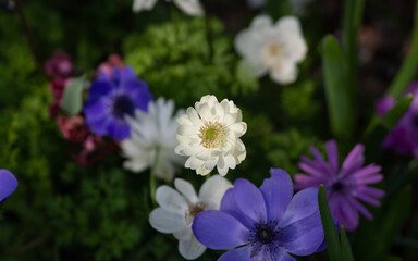 いろとりどりのアネモネ