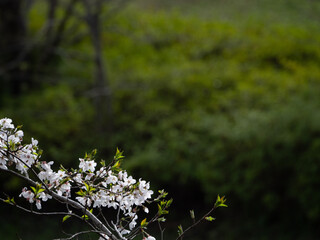 Obraz premium 深い緑と桜の木