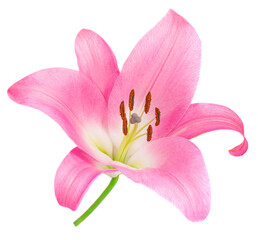 Pink Lily flower isolated on white background. Beautiful tender Lilly.
