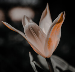 Macroaufnahme von Frühlingsblumen und die zum Blühen begonnen haben