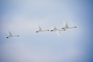 Swans