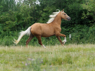 Pretty Cantering Horse