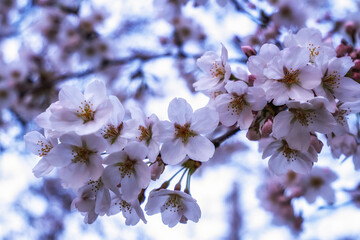 Cherry Blossoms at Night