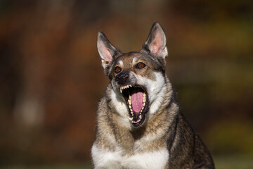 Schäferhund Mischlingshündin im Herbst auf der Wiese, Österreich