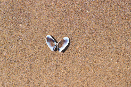 A shell lying on the sand looking like a heart